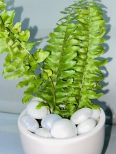 Boston Fern, Sword Fern, Nephrolepis exaltata  | Indoor Plant | Houseplant