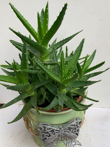 Aloe nobilis golden - aloe,