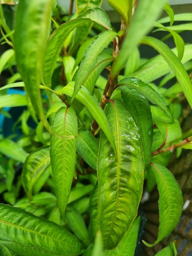 Organic aromatic vietnamese - aromatic,