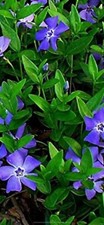 5x vinca major plants 