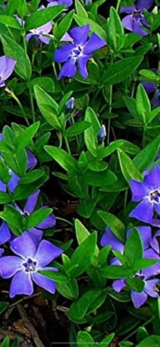 Vinca major plants - 5x, plants 