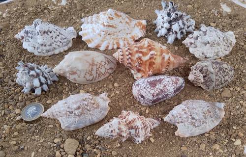Mixed quality shells - mixed,