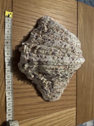 Large natural clam shell - large,