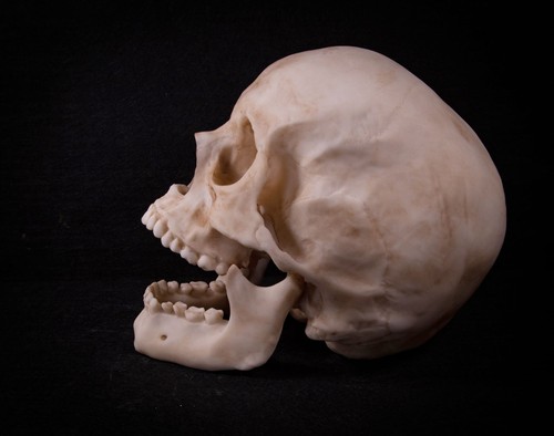 Life size male human - male, skull