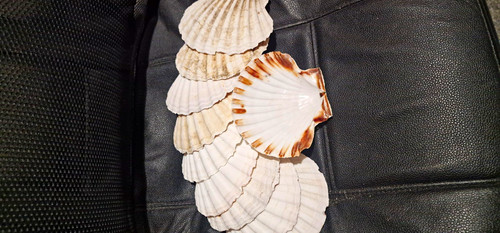 Scallop seashells craft - ,