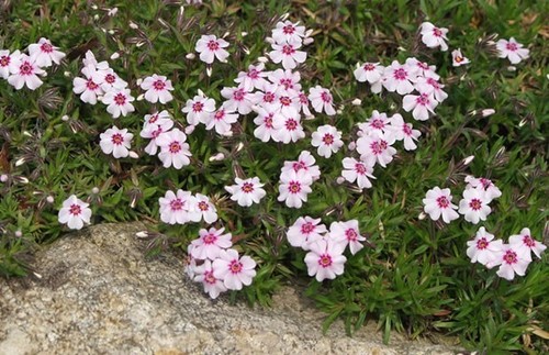 Alpine phlox plant rockery - x,