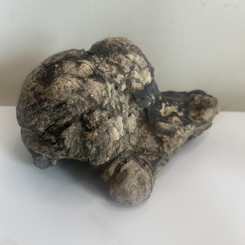 Driftwood tree root - driftwood, piece