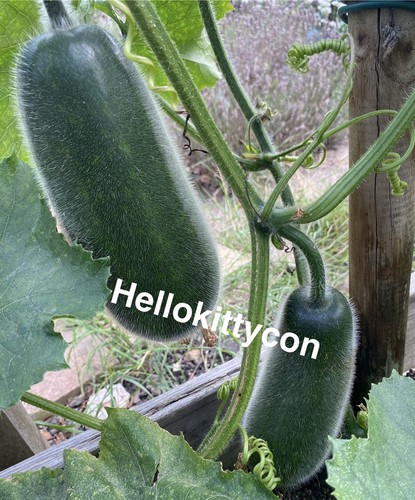 Winter melon seeds - melon, ,