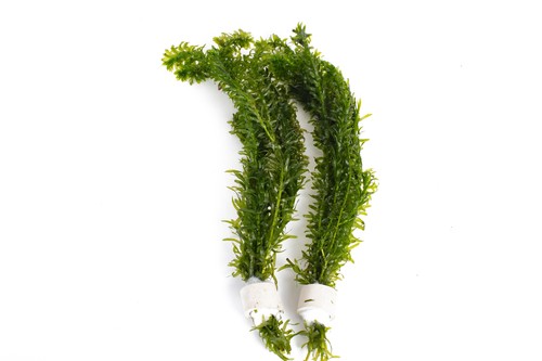 Egeria densa 50 - densa, strand