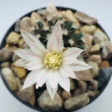 Mammillaria coahuilense PS 127 / PS 063 Rare Own Roots BLACK FRIDAY SALE!