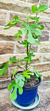 Ficus Carica 'Brown Turkey' - UK Hardy Fig Tree (b)