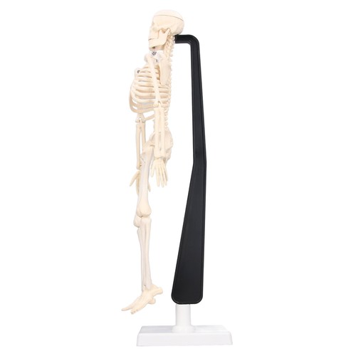 Human skeleton model 42cm - human,