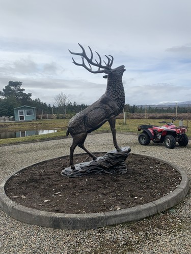Stag life size bronze - stag,