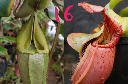 Nepenthes veitchii multiple - ,,