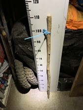 HAZEL Seasoned SHANK WALKING STICK Twistie Twisty Shank  Lot T14