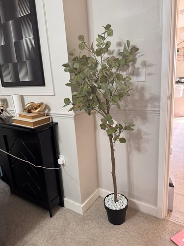 Bayswood eucalyptus tree - eucalyptus,