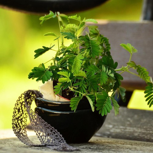 Sensitive tree mimosa pudica - sensitive,