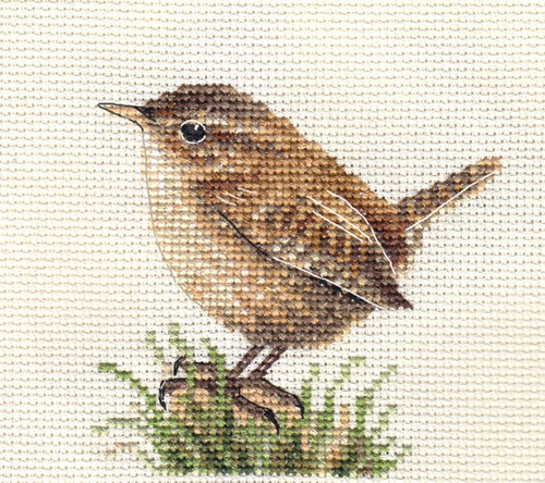 Wren garden bird - wren,