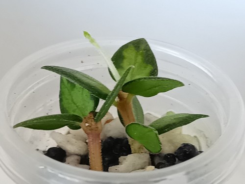 Hoya chinghungensis variegated - chinghungensis,