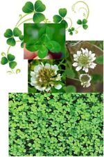 Clover Seed Small Leaf White