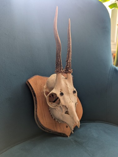 Roe deer skull with - skull, antlers