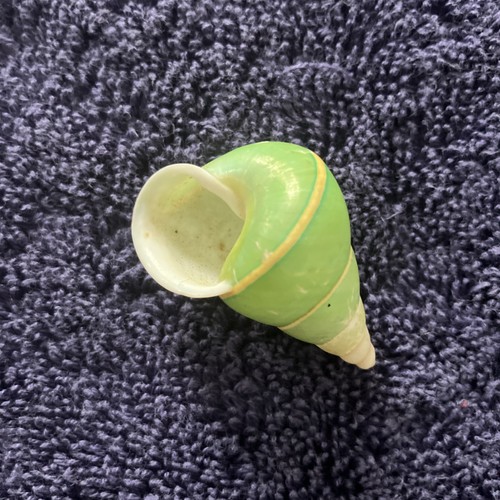 Last one rare shell green - one!, shell,