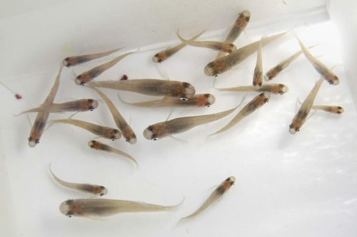 Live gambusia mosquito fish - gambusia,