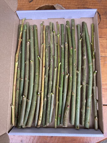 20cm unrooted various - 20,