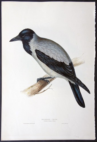 John gould ornithology antique - ornithology,