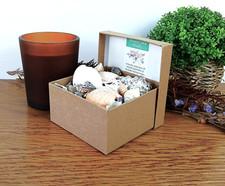 150g Mixed Natural Seashells Crafts Display Decor Aquarium in Presentation Box