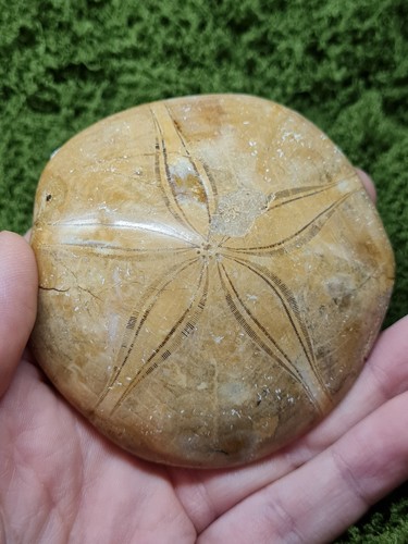 Madagascar sea urchin fossil - sea,