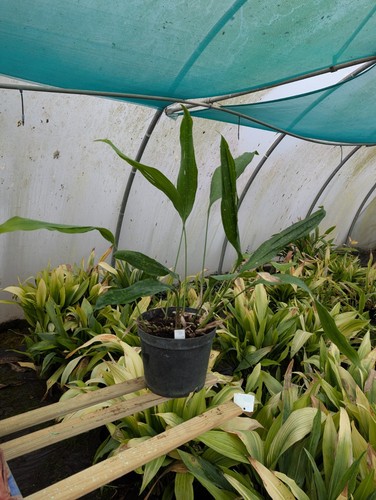 Large aspidistra sichuanensis - aspidistra,