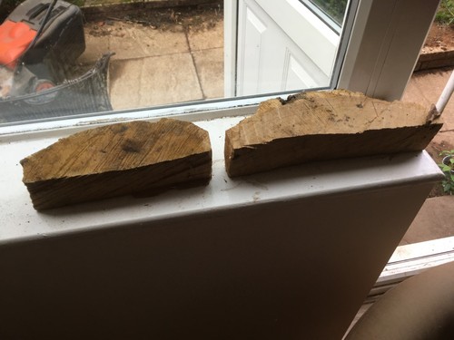 Oak wood tree log - , section