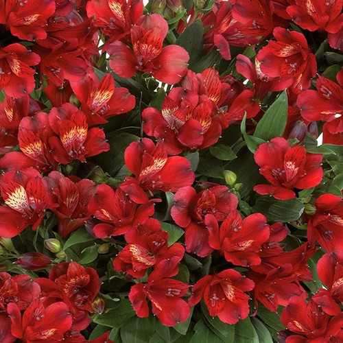 Alstroemeria inticancha doba - inticancha,