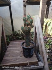  Cereus Peruvianus Monstrosus