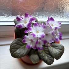African Violet Saintpaulia