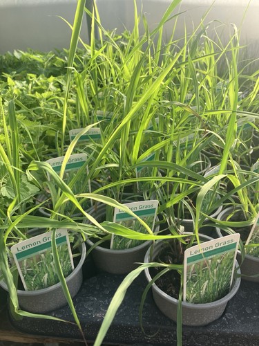 Herbs lemon grass - herbs, plants
