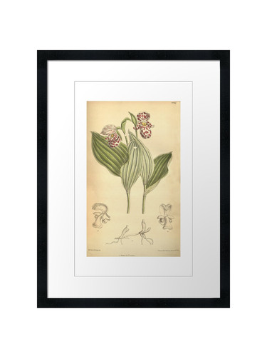 Cypripedium guttatum framed - cypripedium,
