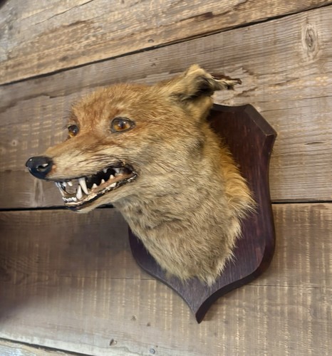 Antique taxidermy fox head - fox,
