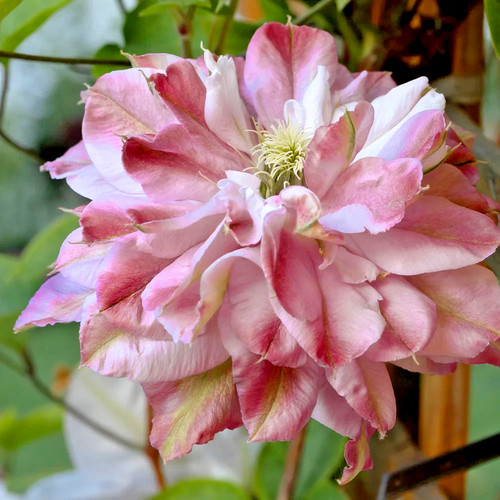 Clematis multi pink 9cm pot - multi,