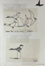 Birds Ink Pen Drawing Collage