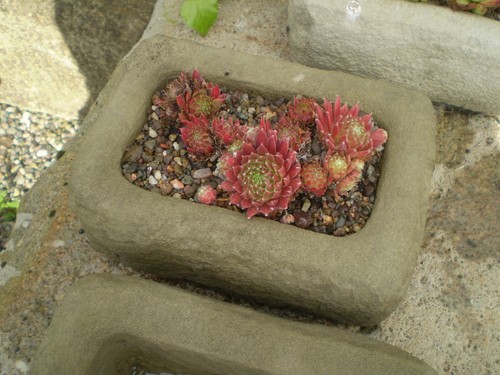 Stone garden small alpine - garden,