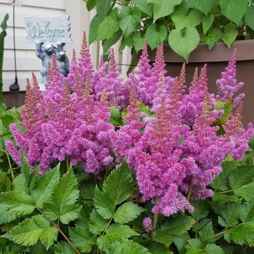 Astilbe chinensis pumila - astilbe, 'pumila'