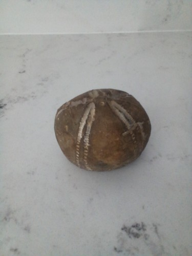 Large sea urchin fossil flint - sea,
