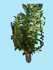 Fresh Privet Cuttings Organically Grown Food Stick Insects  Leaf Insects