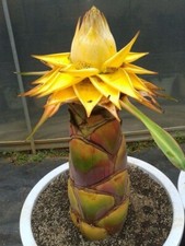 Hardy Banana Musella