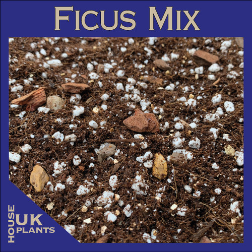 Ficus soil mix - soil,