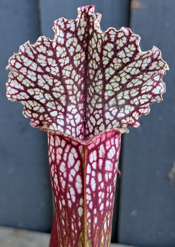 Sarracenia leucophylla x - sarracenia,