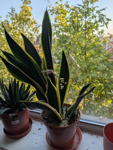 Snake plant mother law - snake, mother-in-law’s