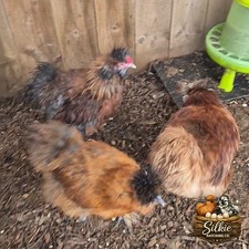 SILKIE OVAL EGG ROUNDS